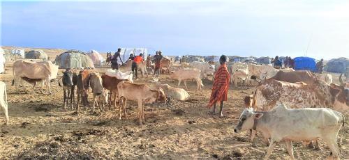 Humaniterial Response_Livestock Treatment_Dasenech Woreda32 222